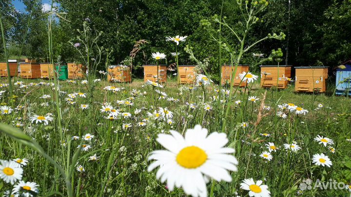 Мёд,Гомогенат,Огневка 2022 г от пасечника Чувашии