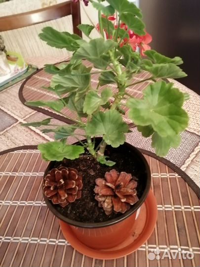 Герань пеларгония красная