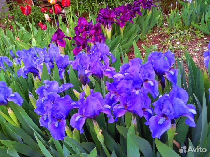 Ирисы карликовые корни