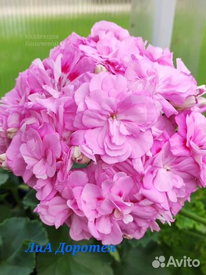 Пеларгония герань лиа Доротея