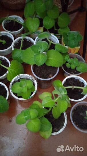 Мята комнатная