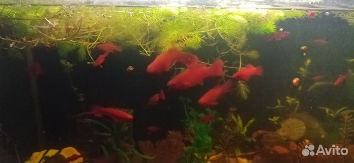 Украшение для аквариума