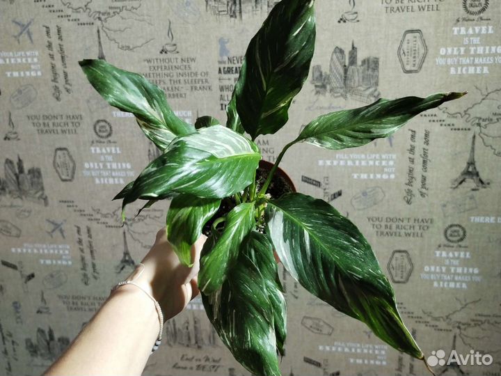 Спатифиллум даймонд вариегатный