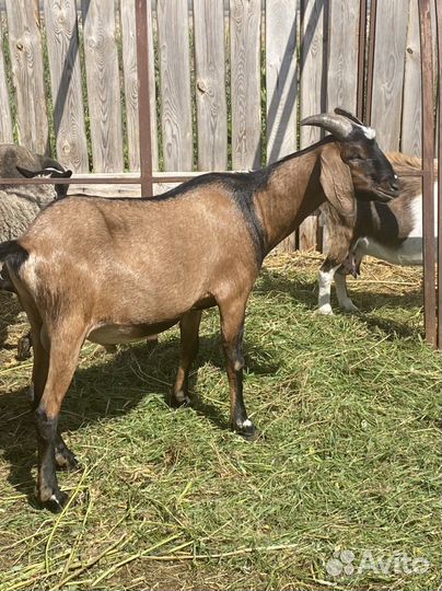 Козел нубийской породы на аязку