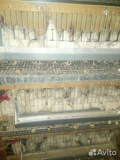 Перепела,яйцо пищевое и инкубационное,мясо птицы