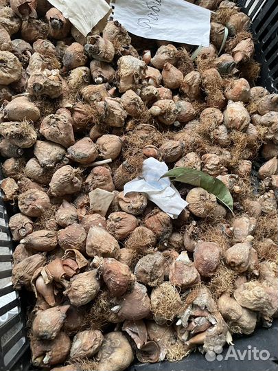 Луковицы тюльпана после выгонки