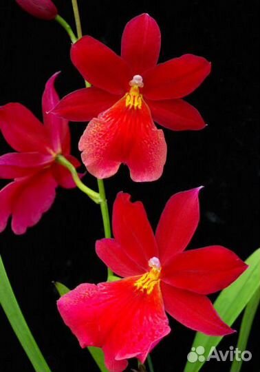 Кора для орхидеи