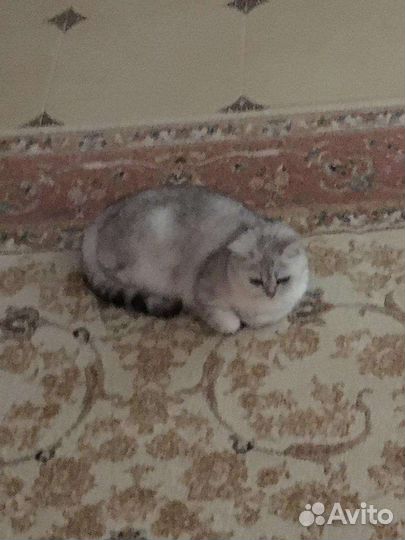 Кошка вислоухая