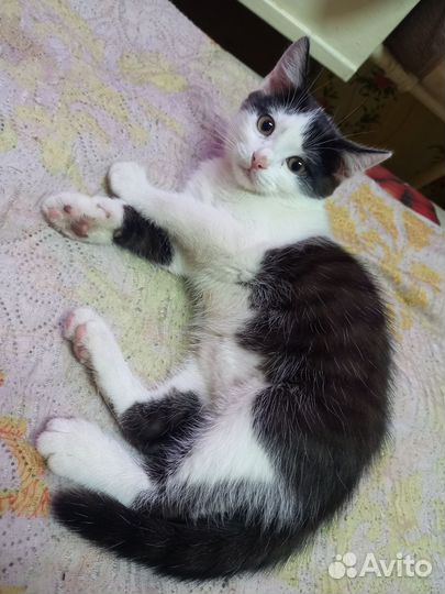 Отдам котёнка мальчика