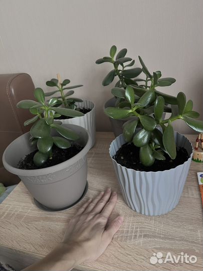 Толстянка денежное дерево