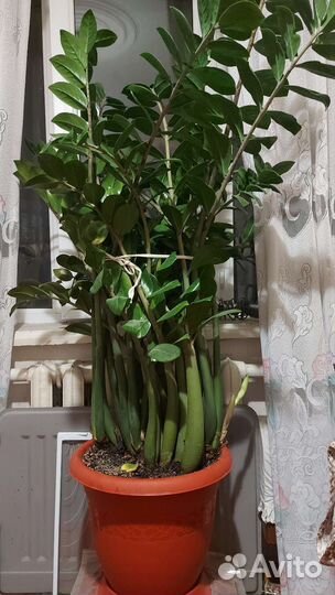 Замиокулькас