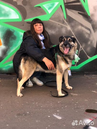 Добрый пес в добрые руки