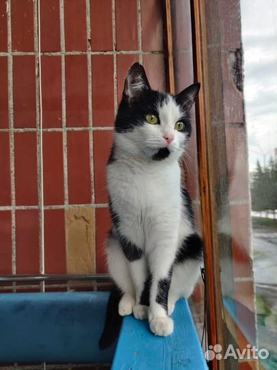 Красивая кошка в добрые руки