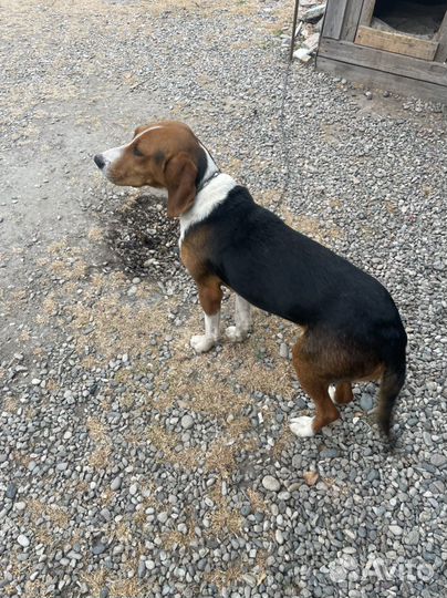 Эстонская гончая