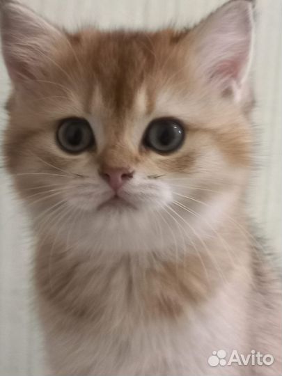 Идеальная золотая шиншилла