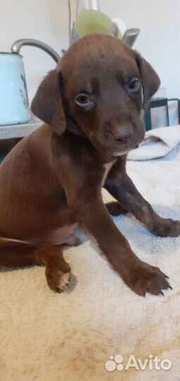 Курцхаар щенки