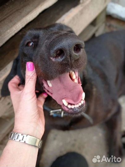 Метис лабрадора в добрые руки