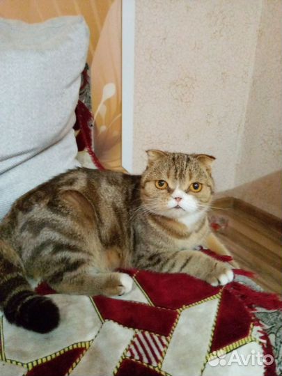 Шотландская