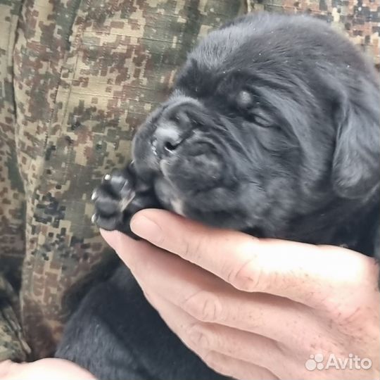 Кане Корсо. Мальчик