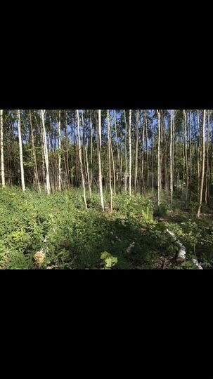 Участок 14 сот. (ИЖС)