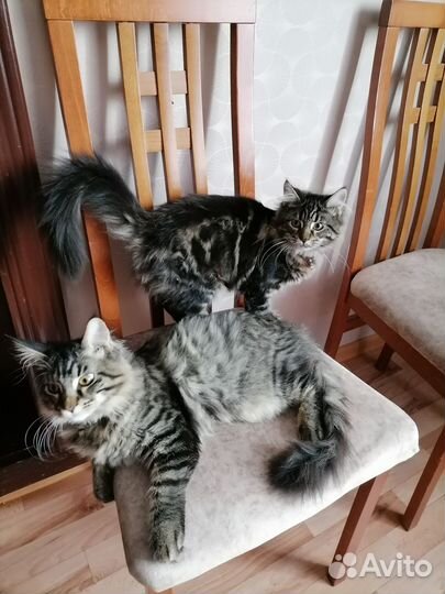 Котята мейкуны
