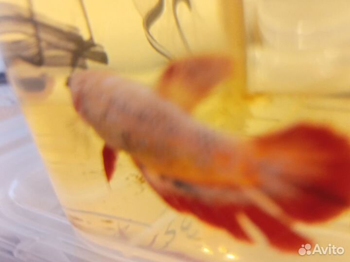 Рыбка петушок самки