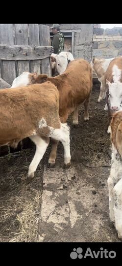 Телята Бычки