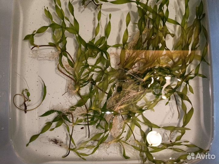 Аквариумные растения прополка