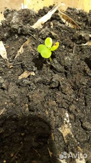 Семена катальпы