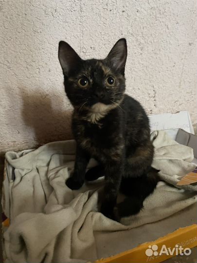 Котенок в добрые руки