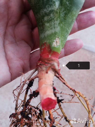 Сансевиерия Каспер, Ева, Муншайн