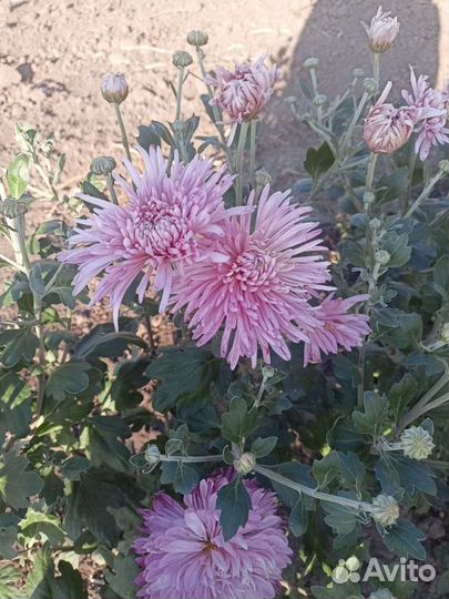 Хризантема