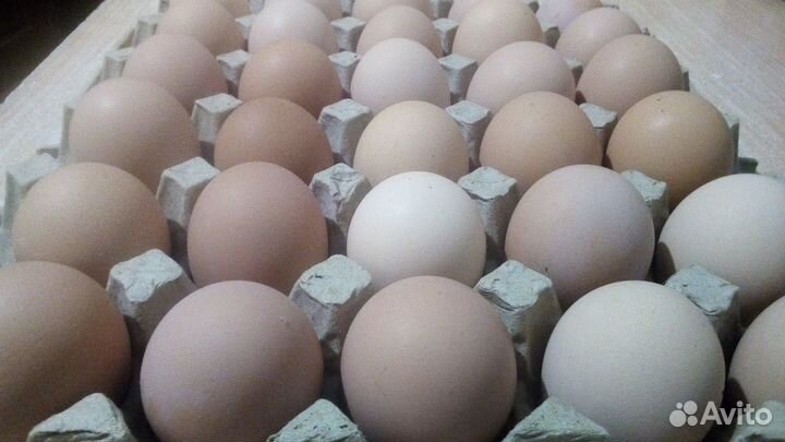Яйца куриные, домашние