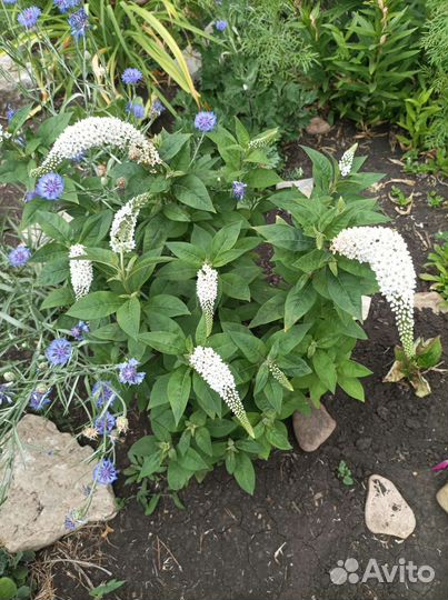 Цветы многолетники для сада