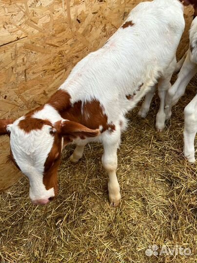 Телята Доставкой за наш счёт