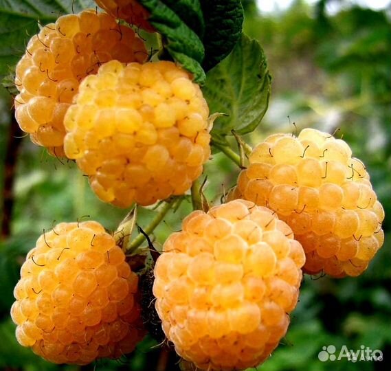 Саженцы плодово-ягодных культур,рассада,цветы