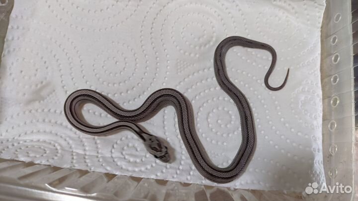 Маисовые полозы