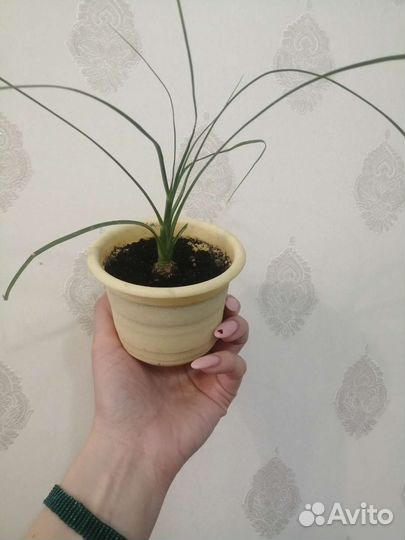 Нолина, Фикус Одри (Андрей), Кроссандра