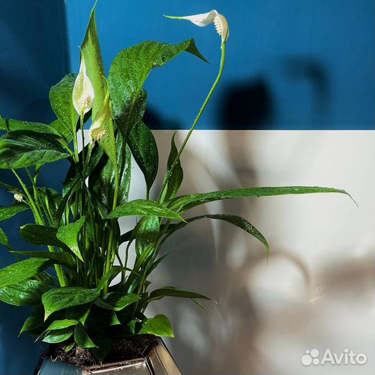 Цветок Спатифиллум (Женское счастье)