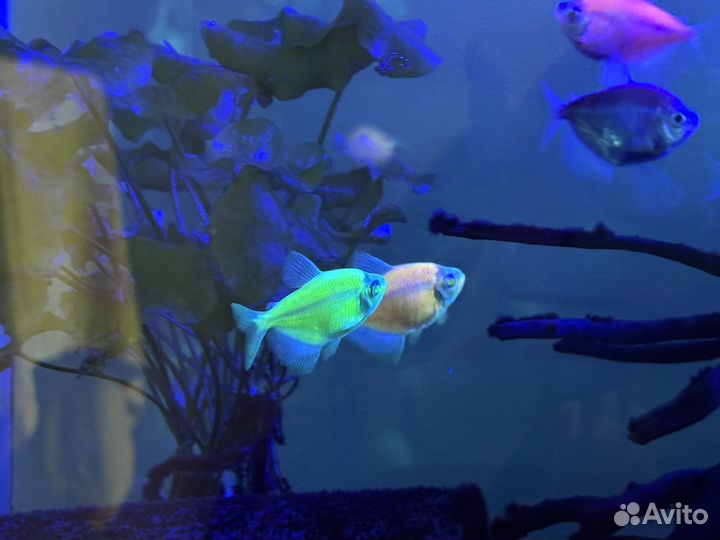 Аквариум
