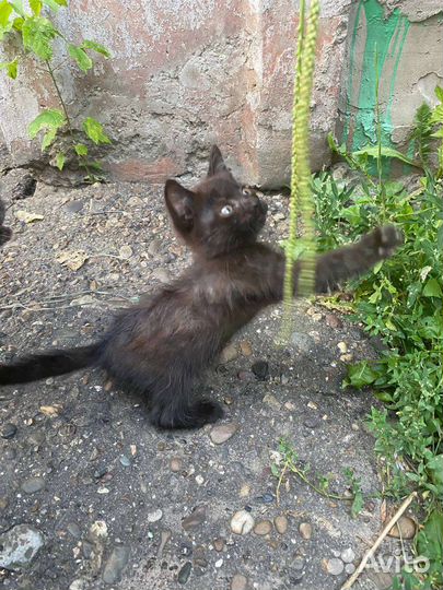 Котёнок 1,5 месяца в добрые руки