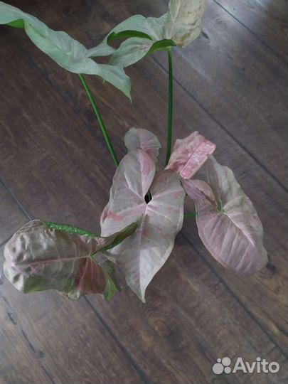 Сингониумы