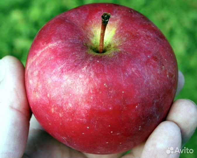 Саженцы колоновидной яблони Джин