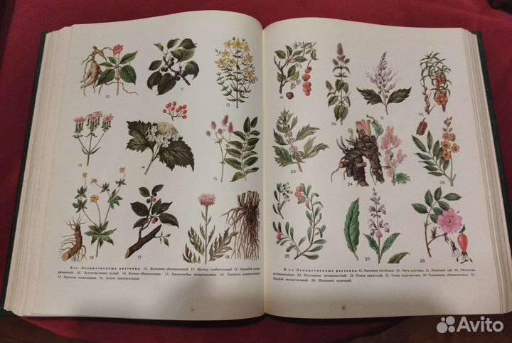 Популярная медицинская энциклопедия