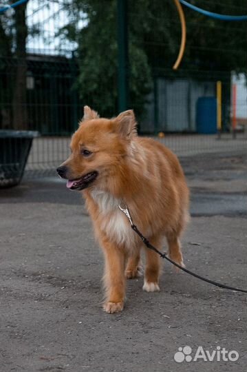 Лисичка из приюта ищет дом