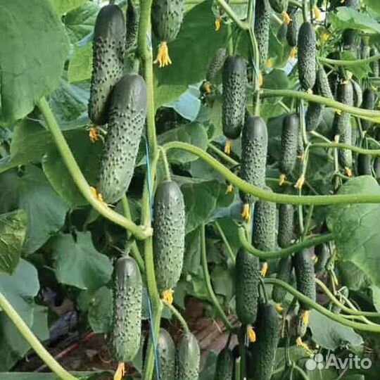 Рассада элитных огурцов