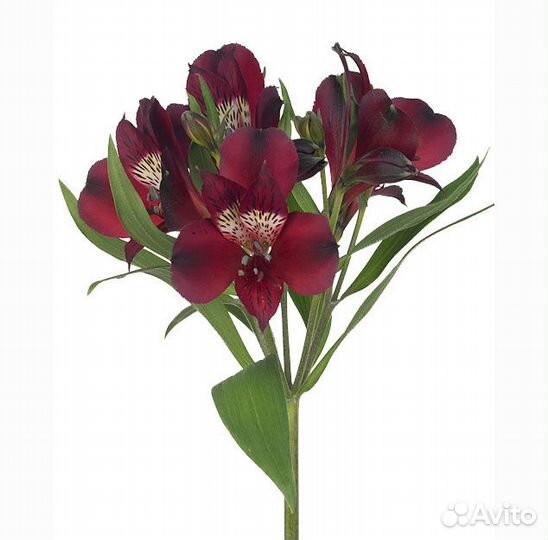 Альстромерия бордовая