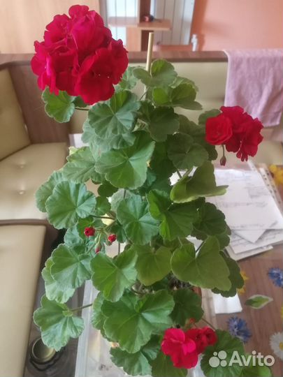 Пеларгония герань сортовая