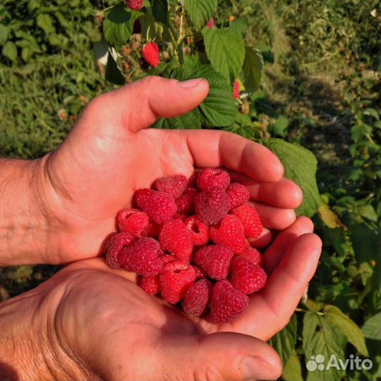 Малина Оптом