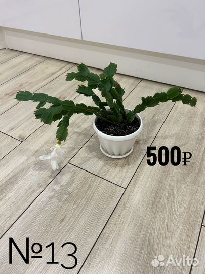 Комнатные цветы